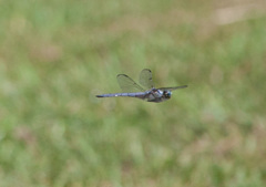 Libellula vibrans