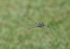 Libellula vibrans