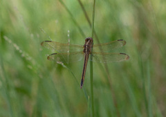 Libellula needhami