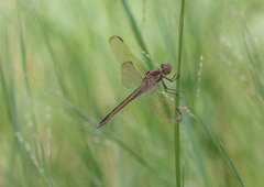 Libellula needhami