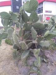 Opuntia streptacantha