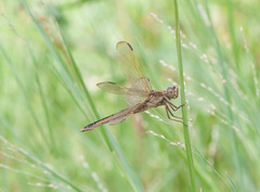 Libellula needhami