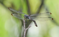 Libellula vibrans