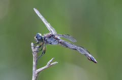 Libellula vibrans