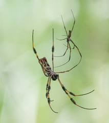 Trichonephila clavipes