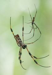Trichonephila clavipes