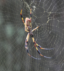 Trichonephila clavipes