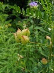 Astragalus neglectus