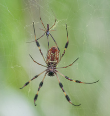 Trichonephila clavipes