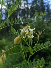 Astragalus neglectus