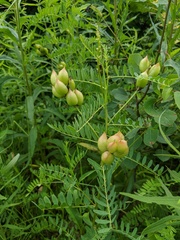 Astragalus neglectus