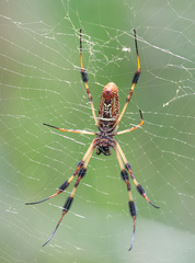 Trichonephila clavipes