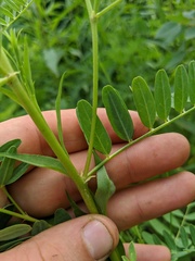 Astragalus neglectus