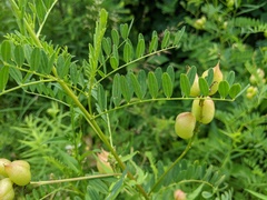 Astragalus neglectus