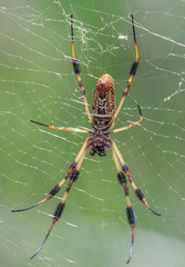 Trichonephila clavipes