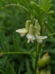 Astragalus neglectus