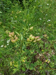 Astragalus neglectus