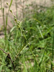 Dichanthelium xanthophysum