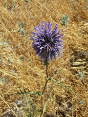 Echinops adenocaulos