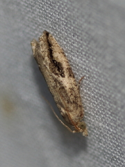 Proteoteras crescentana