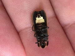 Pyractomena borealis