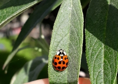 Harmonia axyridis