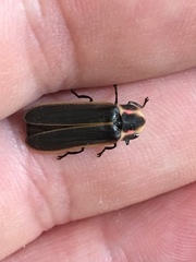 Pyractomena borealis