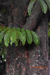 Pometia pinnata