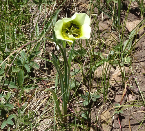 Calochortus gunnisonii var. perpulcher
