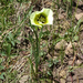 Calochortus gunnisonii perpulcher - Photo 由 julieluetzelschwab 所上傳的 (c) julieluetzelschwab，保留部份權利CC BY-NC
