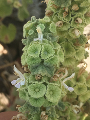 Pseudodictamnus undulatus
