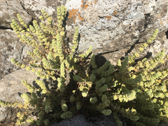 Pseudodictamnus undulatus