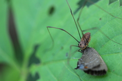 Leiobunum nigropalpi