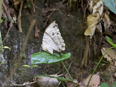 Zeuxidia aurelius aurelius