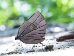 Amathuxidia amythaon dilucida