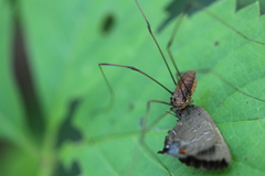 Leiobunum nigropalpi