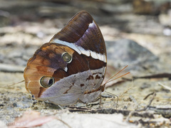 Thauria aliris pseudaliris