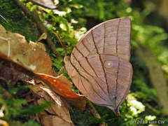 Amathuxidia amythaon dilucida