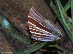 Amathusia peraka