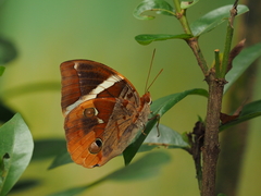 Thauria aliris pseudaliris