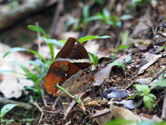 Thauria aliris pseudaliris