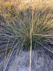 Ecdeiocolea monostachya