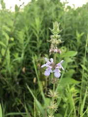 Stachys pilosa