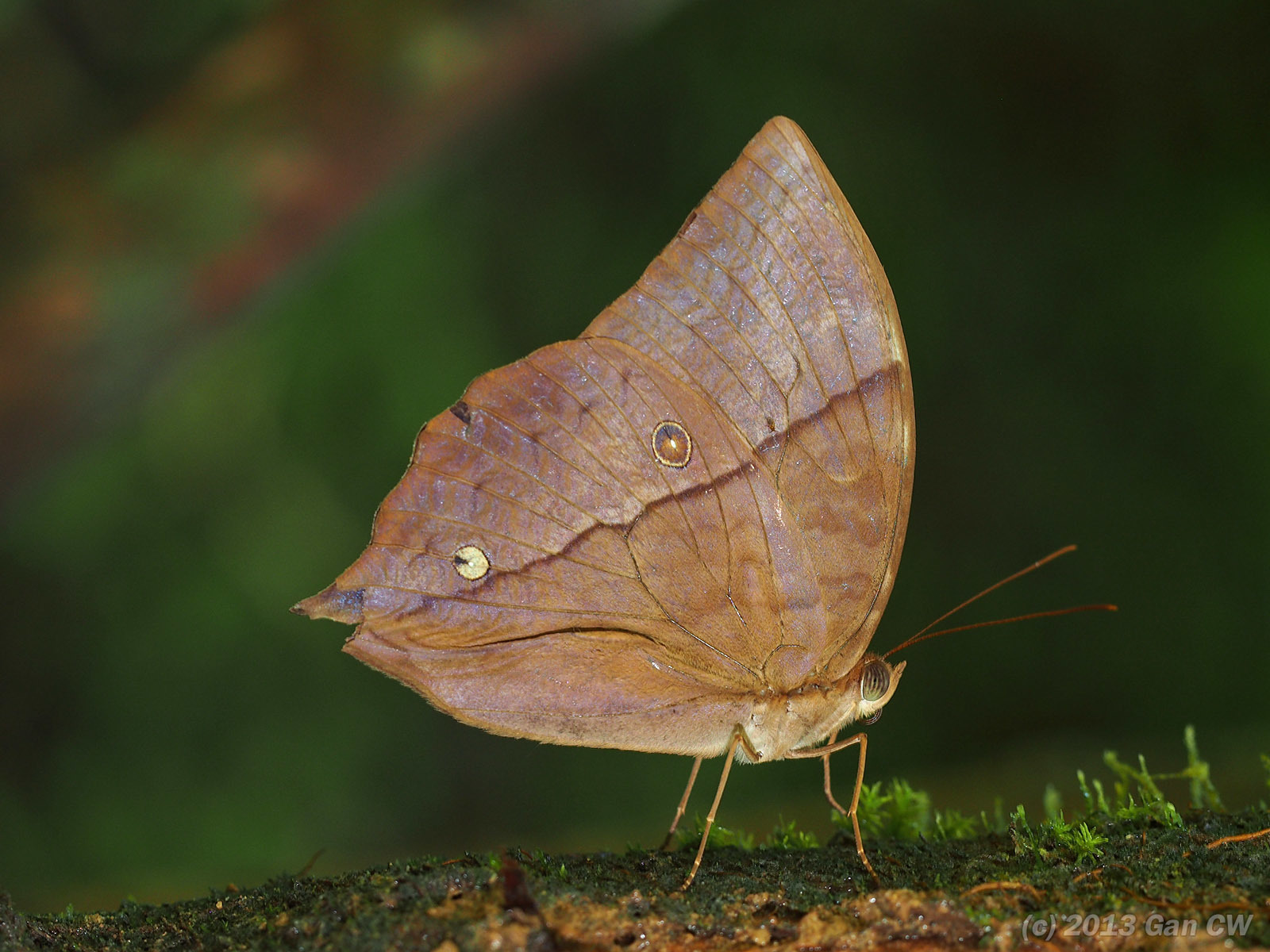 Scarce Saturn (Zeuxidia doubledayi) · iNaturalist