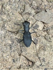 Dromochorus pilatei