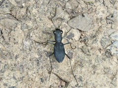 Dromochorus pilatei