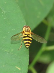 Syrphus knabi