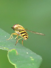 Syrphus knabi