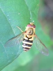 Syrphus knabi