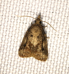 Platynota idaeusalis